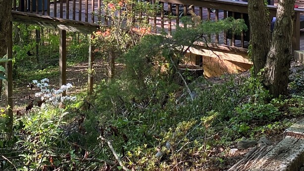 A cabin with a deck, surrounded by trees and vegetation. - Blue Ridge Mountain Air (Old Fort)
