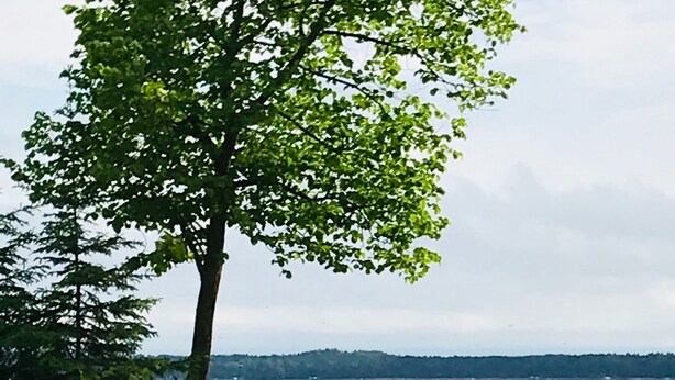A picnic table with food and a squirrel on a grassy area near a body of water.