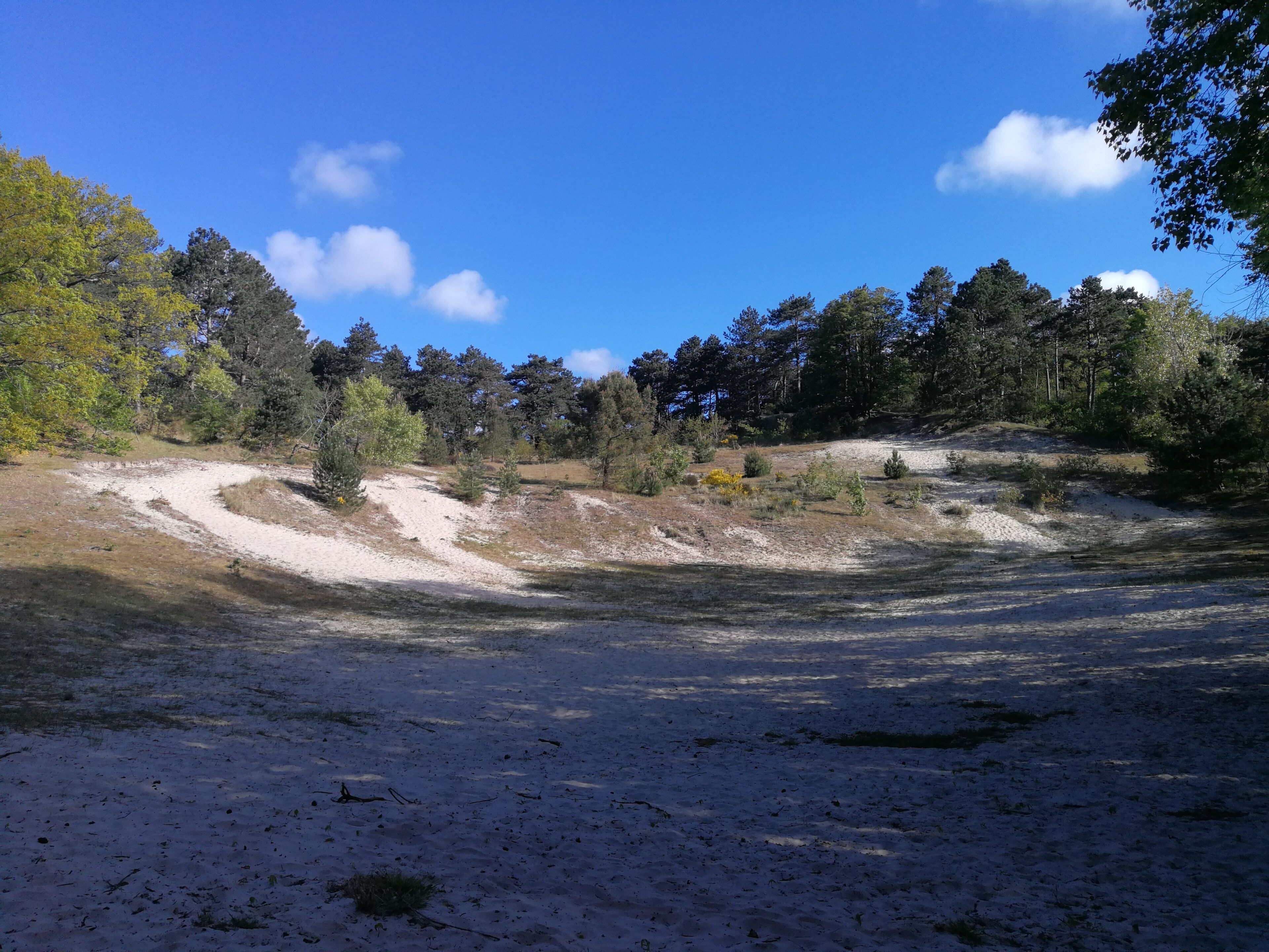 A natural landscape with a dirt path leading through a forested area.