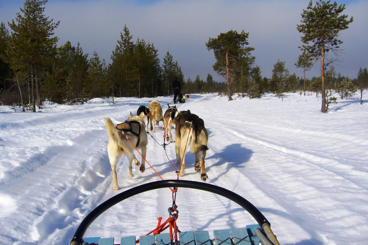 Un equipo de trineos tirando un trineo por un bosque nevado.