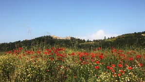 Un champ de coquelicots rouges, avec une colline et des bâtiments en arrière-plan.