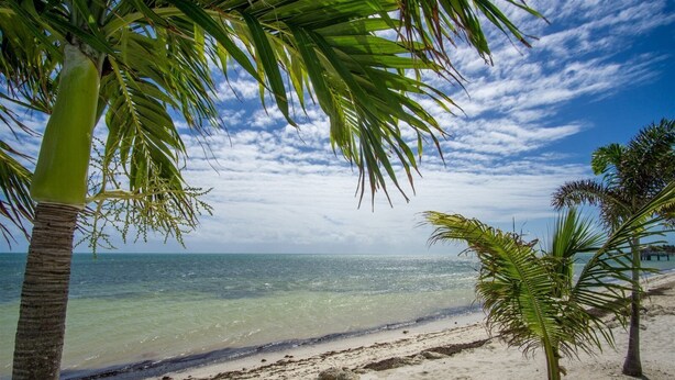 Una spiaggia con acque cristalline, palme e una riva sabbiosa.