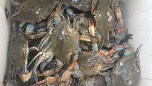 A container filled with crabs.
