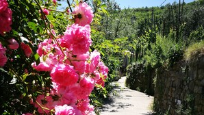 A narrow road flanked by lush pink flowers and greenery, with a stone wall on one side and a clear blue sky above. - De Angelis House | Amalfi Coast Sea View Terrace (Sant' Agnello ( Fraz. Colli di Fontanelle))