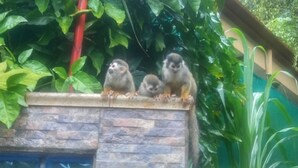 Three monkeys on a stone ledge with lush green foliage in the background.