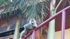 A lemur climbing a red metal structure.