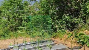 A garden with raised beds covered by plastic sheets, surrounded by a green fence. - Auberge Meiyanoki (Ikeda)
