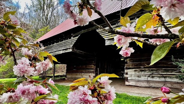 A rustic wooden building with a covered entrance, surrounded by blooming pink flowers.