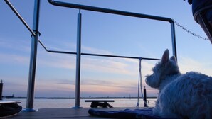 A dog on a boat deck with metal railings and a view of the water. - Houseboat Fjord Aquila with roof terrace in Wendtorf (Wendtorf)