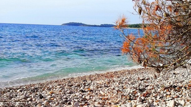 Beach nearby - Apartments Maela, (16150), Rovinj, hr (Rovinj)