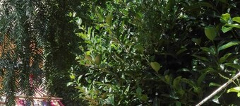 Pousada Saracena