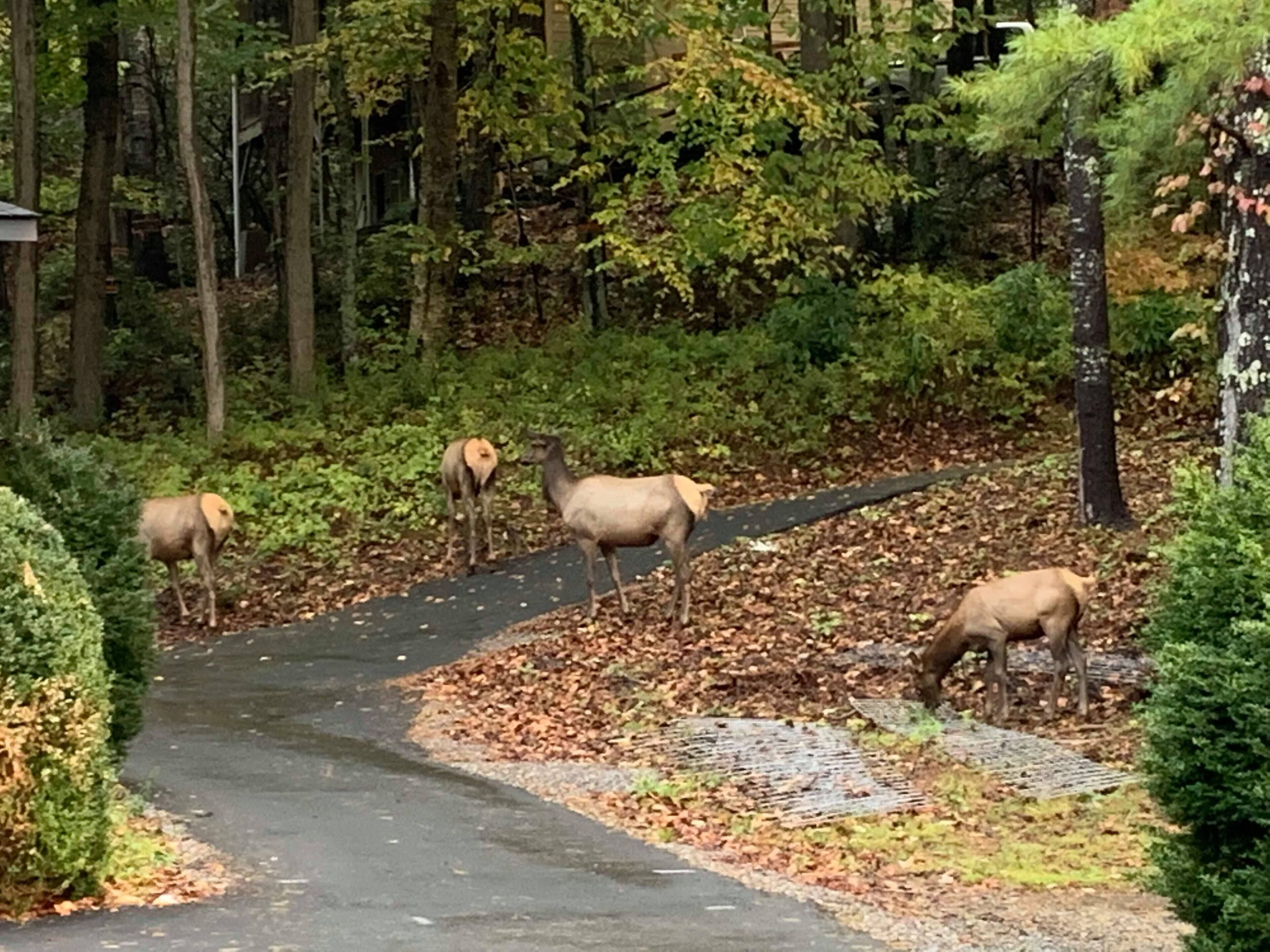 A paved path in a wooded area with several elk grazing.