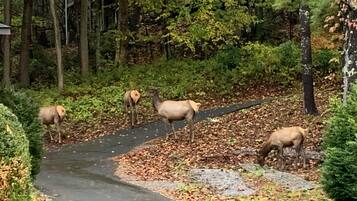 A paved path in a wooded area with several elk grazing.