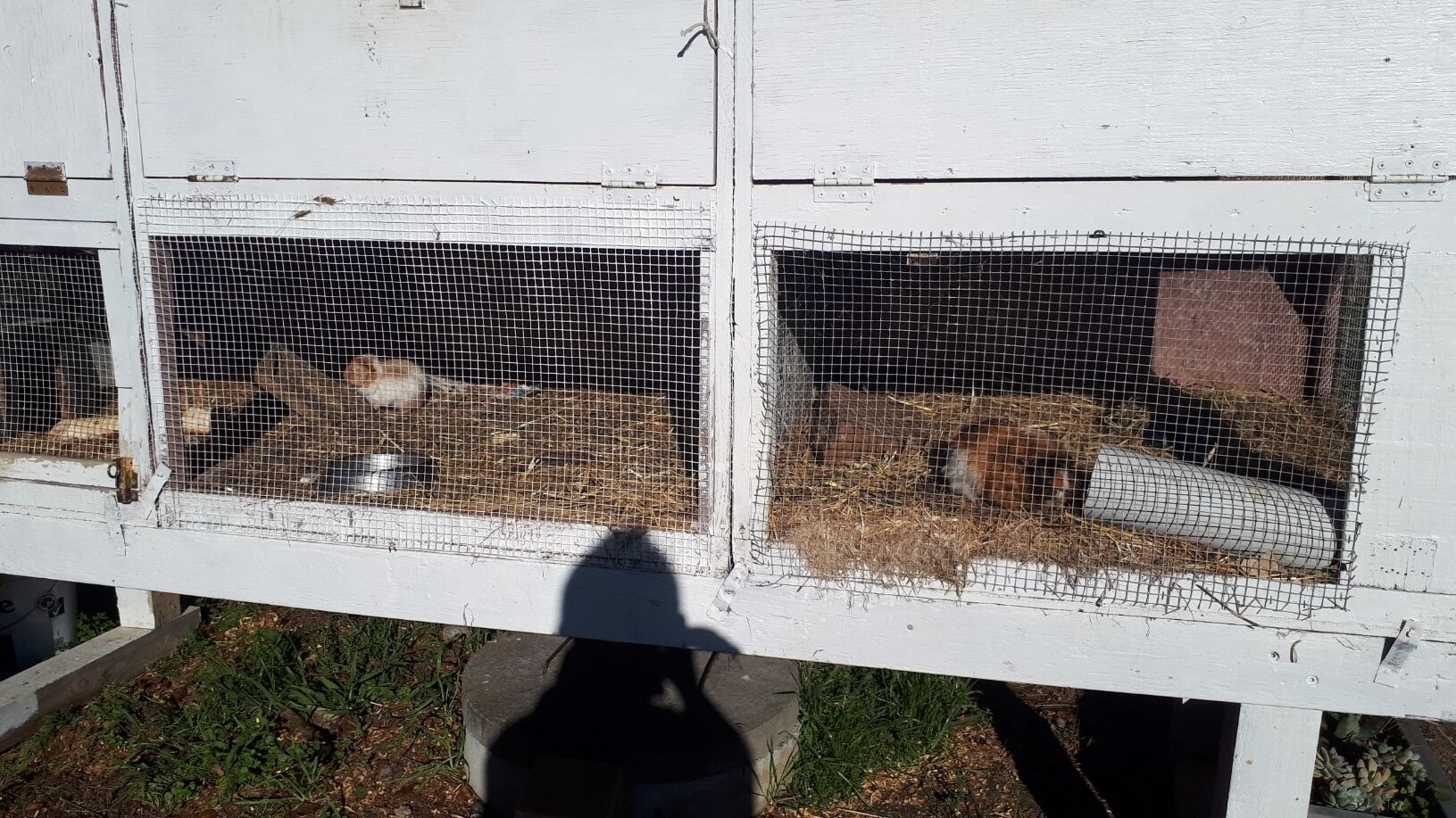 Een witte houten constructie met verschillende draadmanden, mogelijk voor dieren.