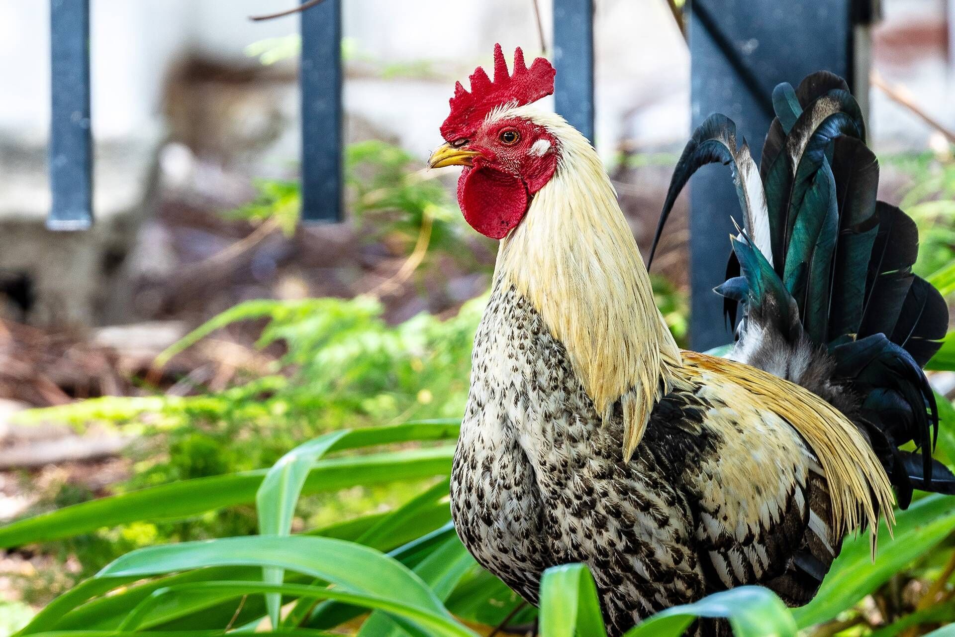 A rooster with a red comb and speckled feathers, standing among green foliage.