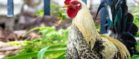 A rooster with a red comb and speckled feathers, standing among green foliage.