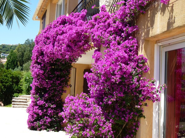 A building with a curved facade covered in vibrant purple flowers.