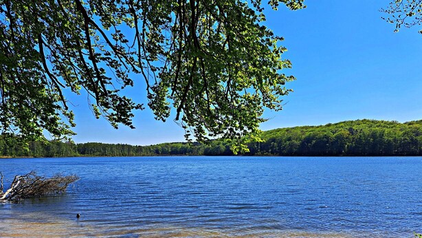 A lake with clear water, surrounded by trees and a forested hill in the background.
