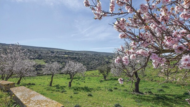 A landscape with blooming trees and a stone wall. - Beautiful home in Giarratana (Giarratana)