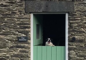 A dog peeking out from a green door of a stone building labeled "The Granary". - Upside down cottage for Two. Dogs welcome. Countryside walks from the door. (Bryncrug)