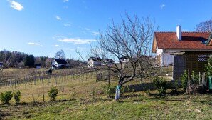 A vineyard with rows of grapevines, a small tree, and a house with a red-tiled roof.
