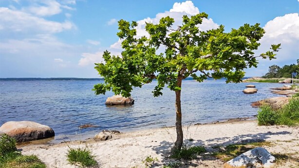 En strand med träd längs kanten, klart vatten och stenar.