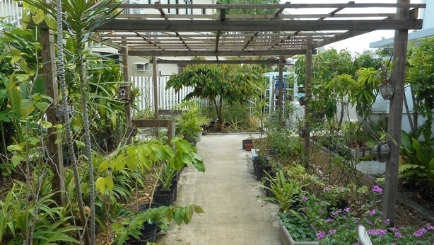 Ein Gartenpfad mit verschiedenen Kübelpflanzen und einer Holzw pergola.