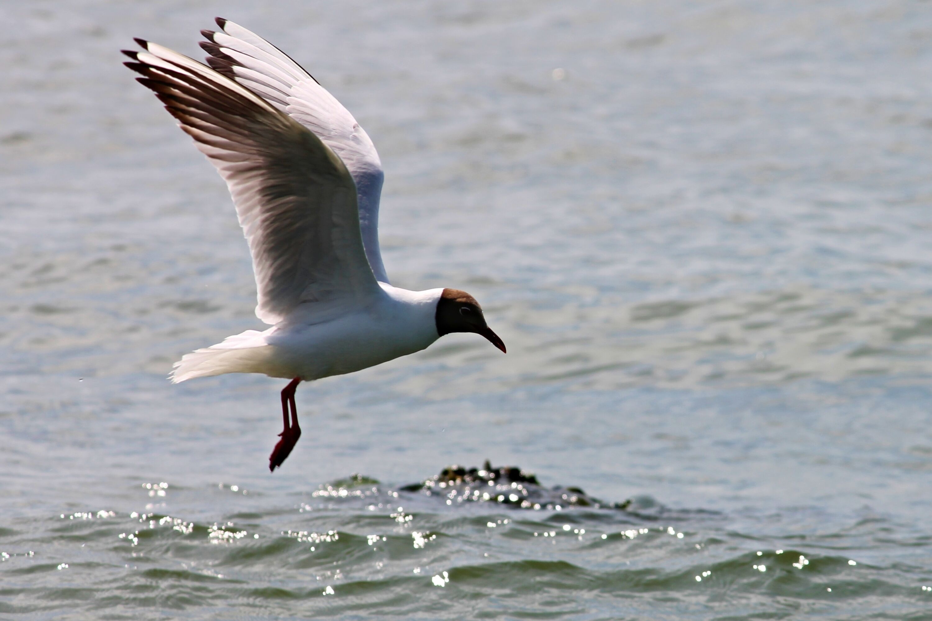 A seagull flying over water.