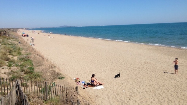 A wide sandy beach with a few people and a dog, a wooden fence, and a clear blue sky.