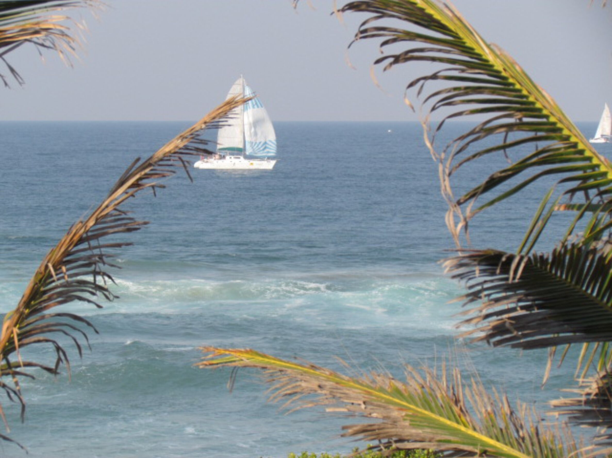 Un velero en el océano, con hojas de palmera enmarcando la vista.