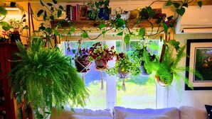 A cozy living room with a sofa, hanging plants, and a bookshelf filled with books and decorative items.