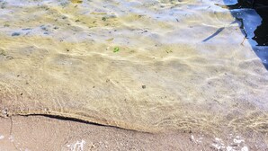 Une plage de sable fin, avec une eau claire et peu profonde, et on peut y apercevoir un crabe.