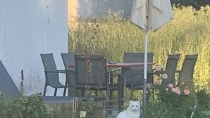 Uklassifisert bilde, 4 av 39, knapp