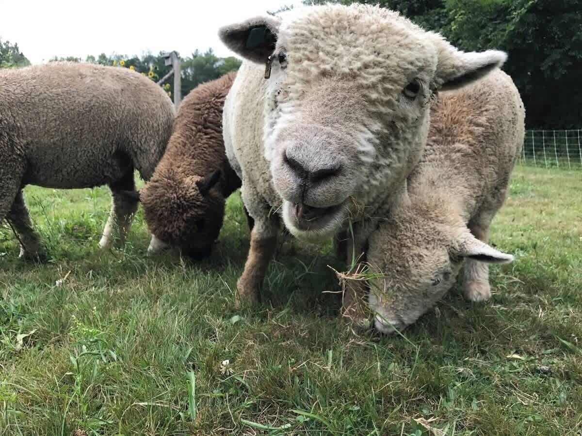 Un campo verde con ovejas pastando.