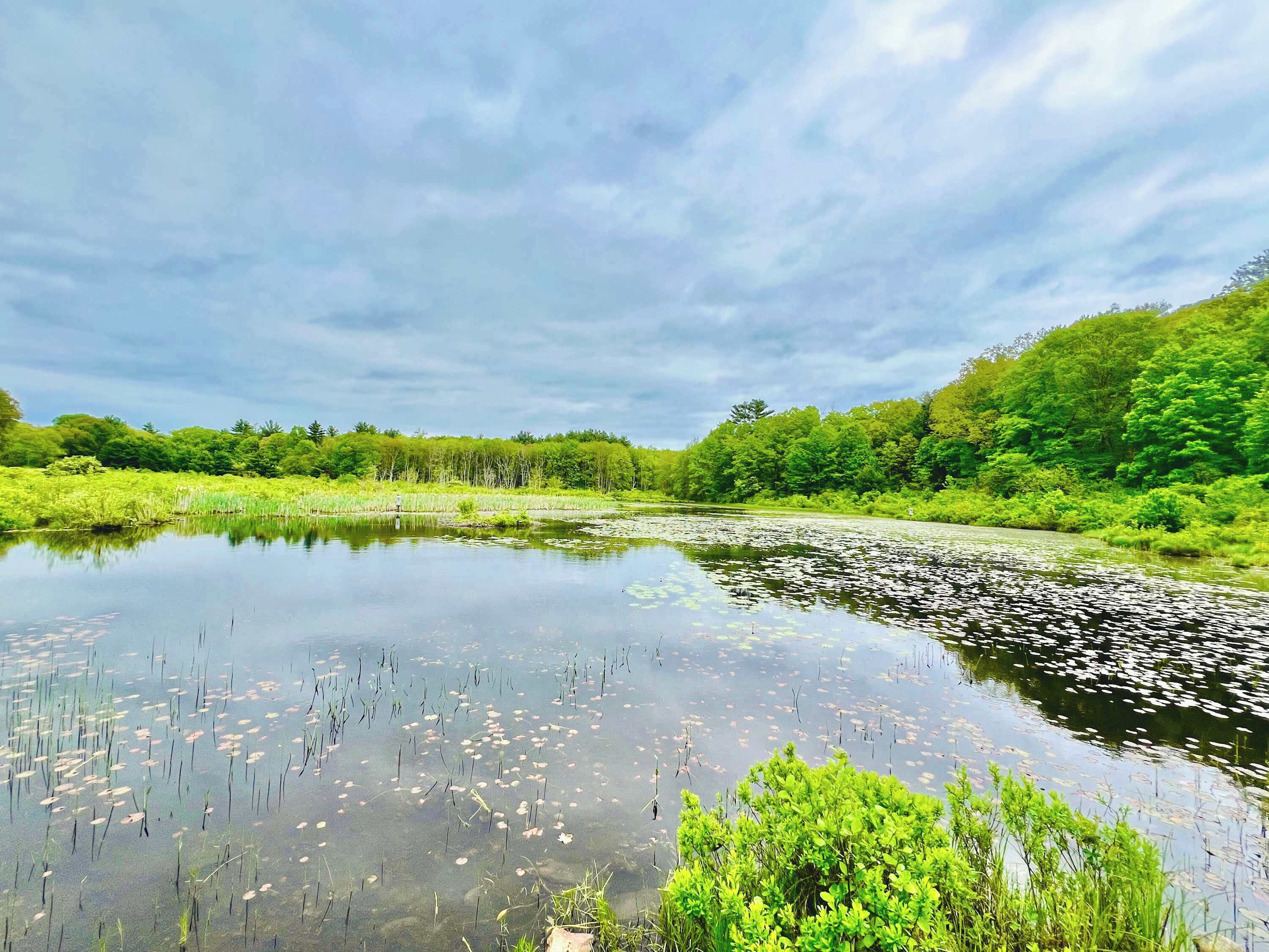 A calm lake surrounded by lush greenery and trees.