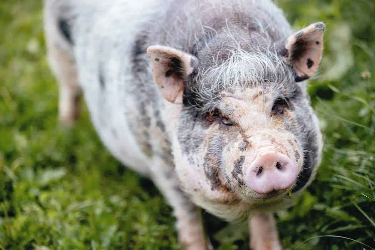 A close-up of a pig with a pink snout and grey and white fur, standing on grass.