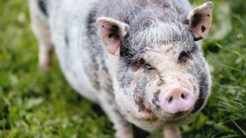 A close-up of a pig with a pink snout and grey and white fur, standing on grass.