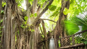 Zona de ducha natural rodeada de raíces y follaje, con un lavamanos pequeño y artículos de tocador.