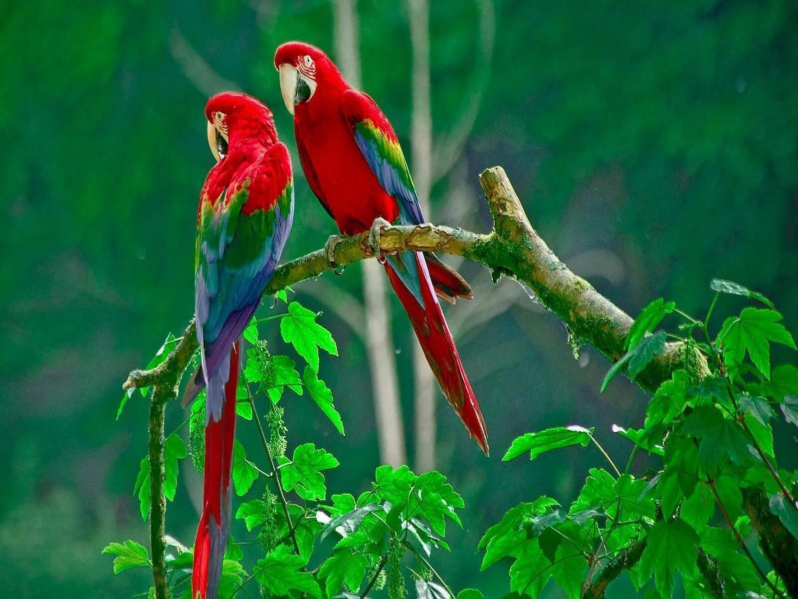 Two red parrots perched on a branch surrounded by green foliage.