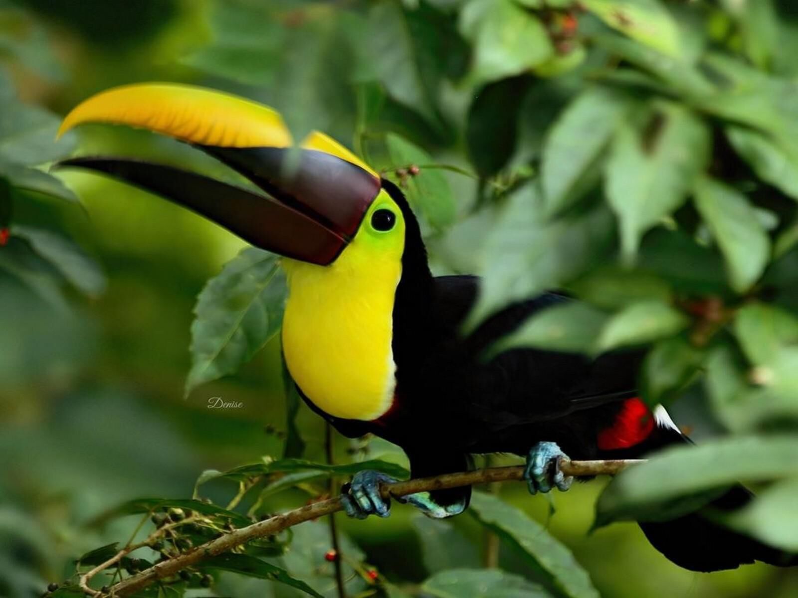 A toucan perched on a branch with dense foliage in the background.