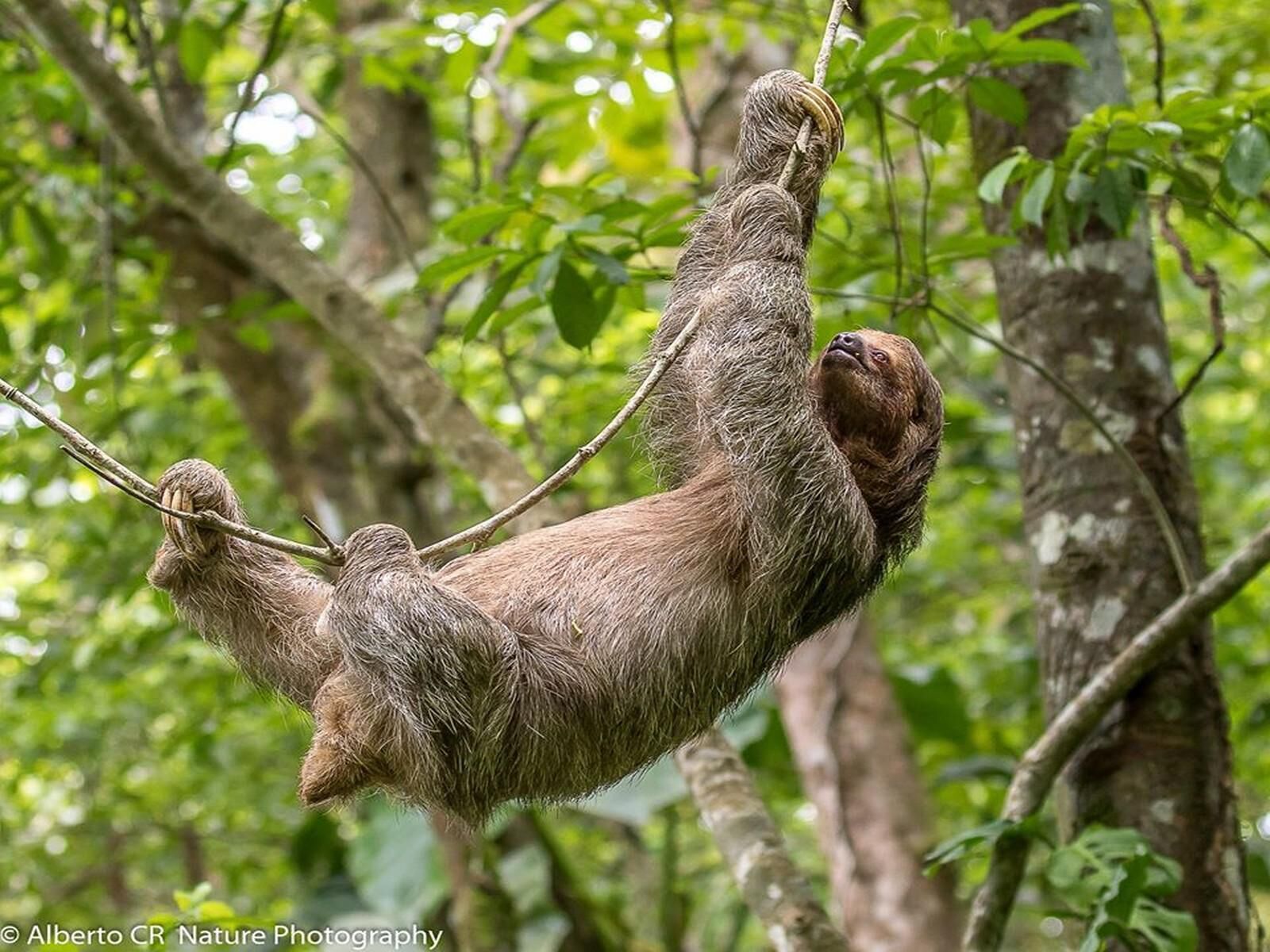 Un perezoso colgando de una rama en un bosque.