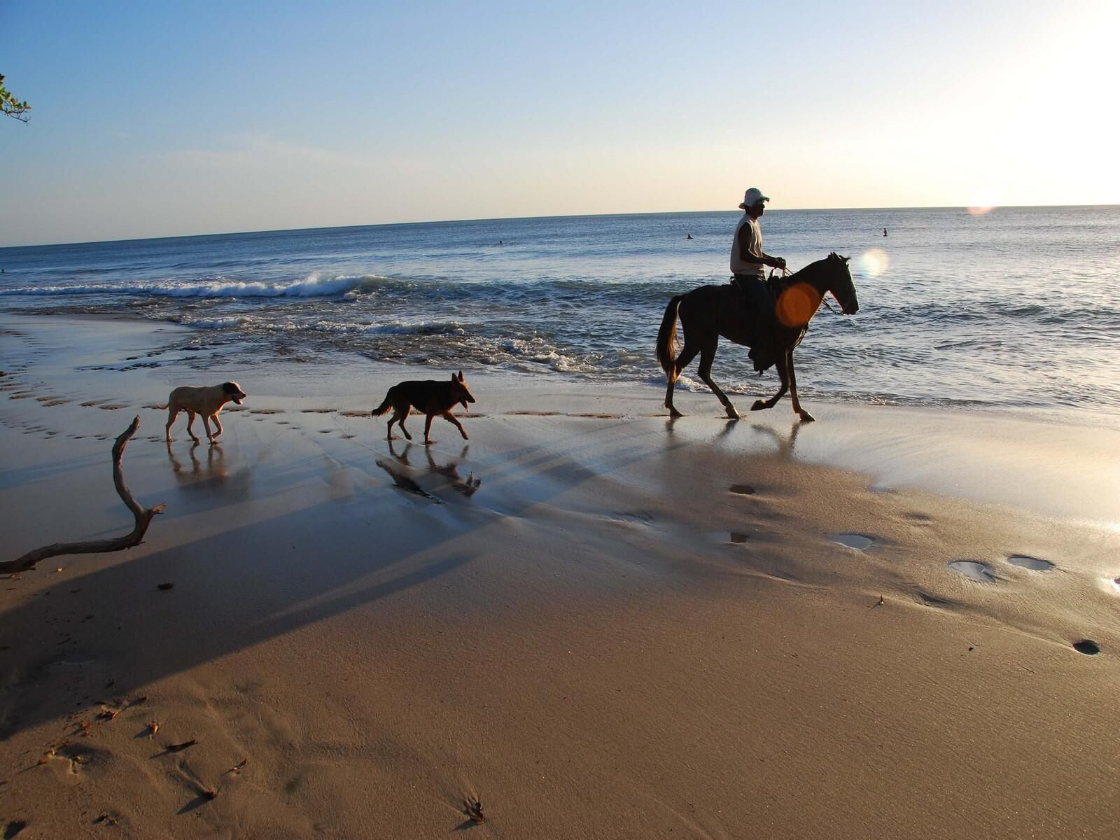 A beach scene with a horse and two dogs walking along the shore.