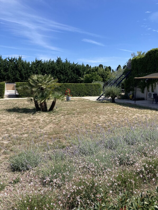 Um jardim com palmeira, lavanda e um sebede.