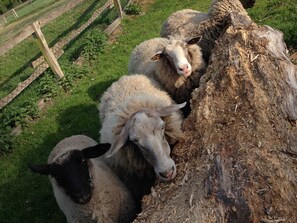 Imagen sin descripción, 3 de 25, botón