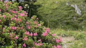 A natural landscape with pink flowers in the foreground and a wooden cabin in the background.