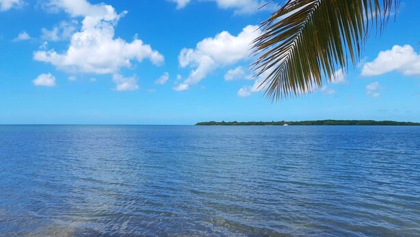 A beach with clear water, a palm tree, and a distant island. - Cosy nest - Plage de Babin (Morne-À-l'Eau Guadeloupe)