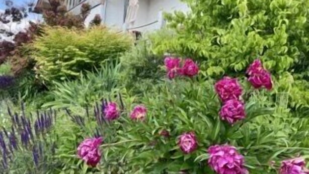 Ein Haus mit Garten, mit rosa Blumen und grünen Sträuchern.