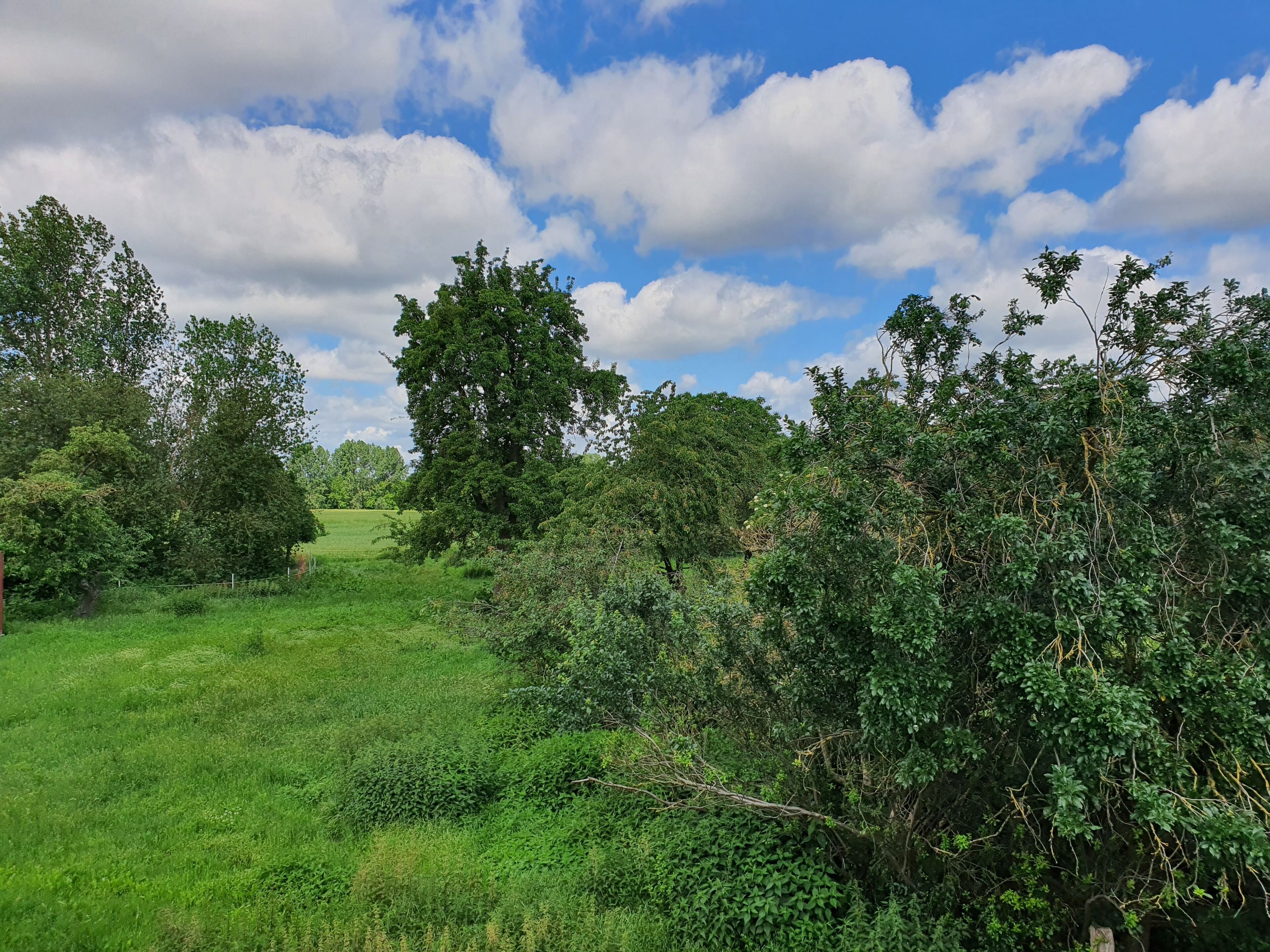 A lush green landscape with a variety of trees and shrubs.