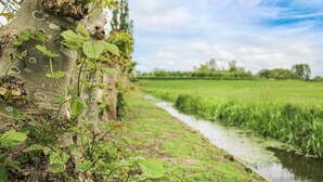 A riverbank with vegetation and a concrete structure.