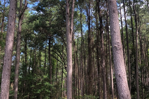 Towering pines